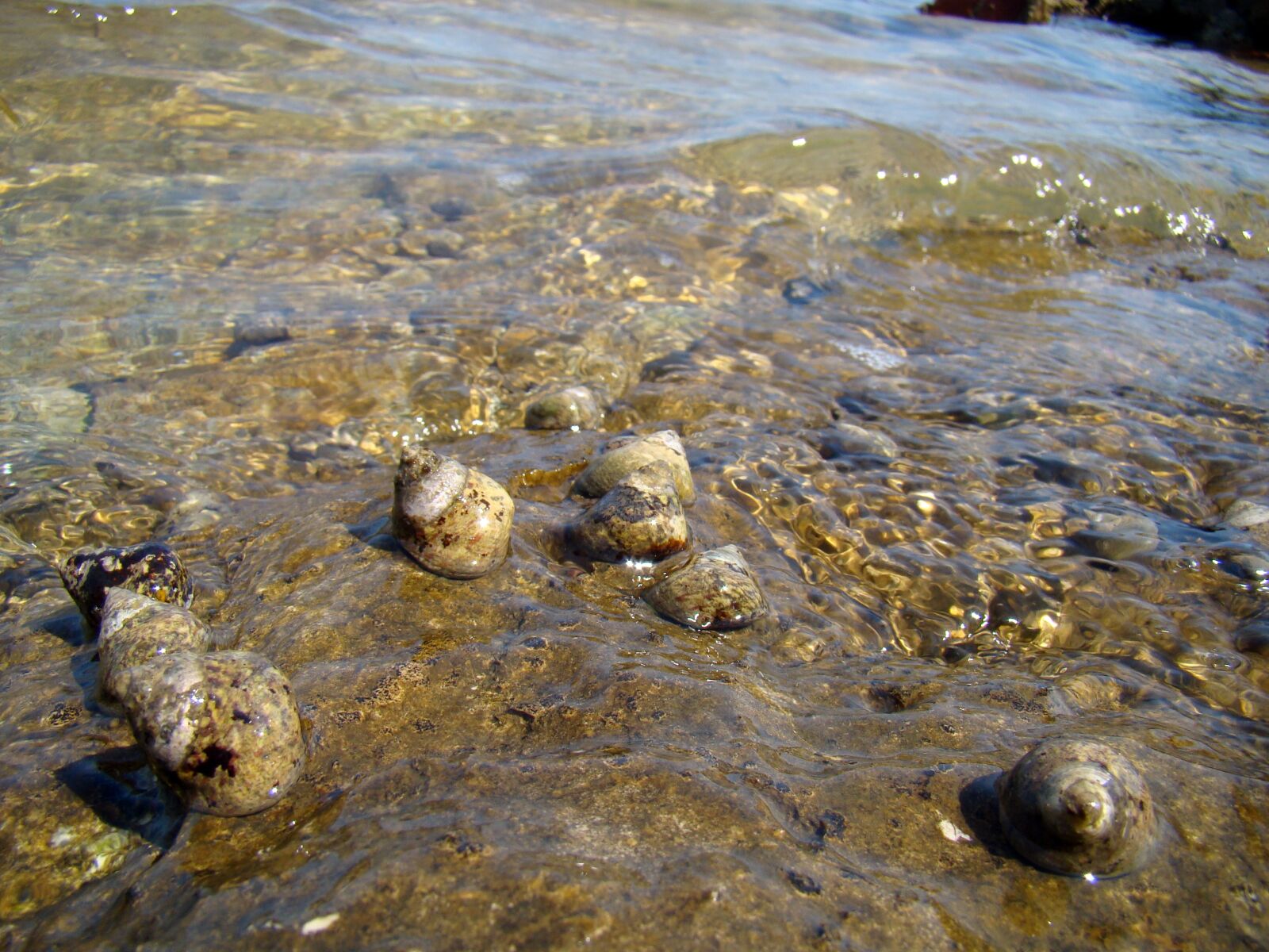 Sony Cyber-shot DSC-H50 sample photo. Shells, snails, water photography