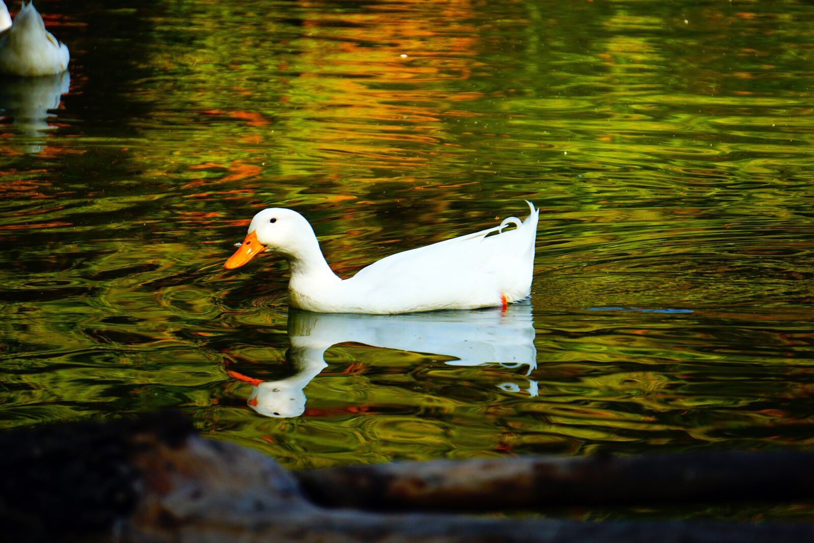 Sony E 55-210mm F4.5-6.3 OSS sample photo. Duck, bird, nature photography