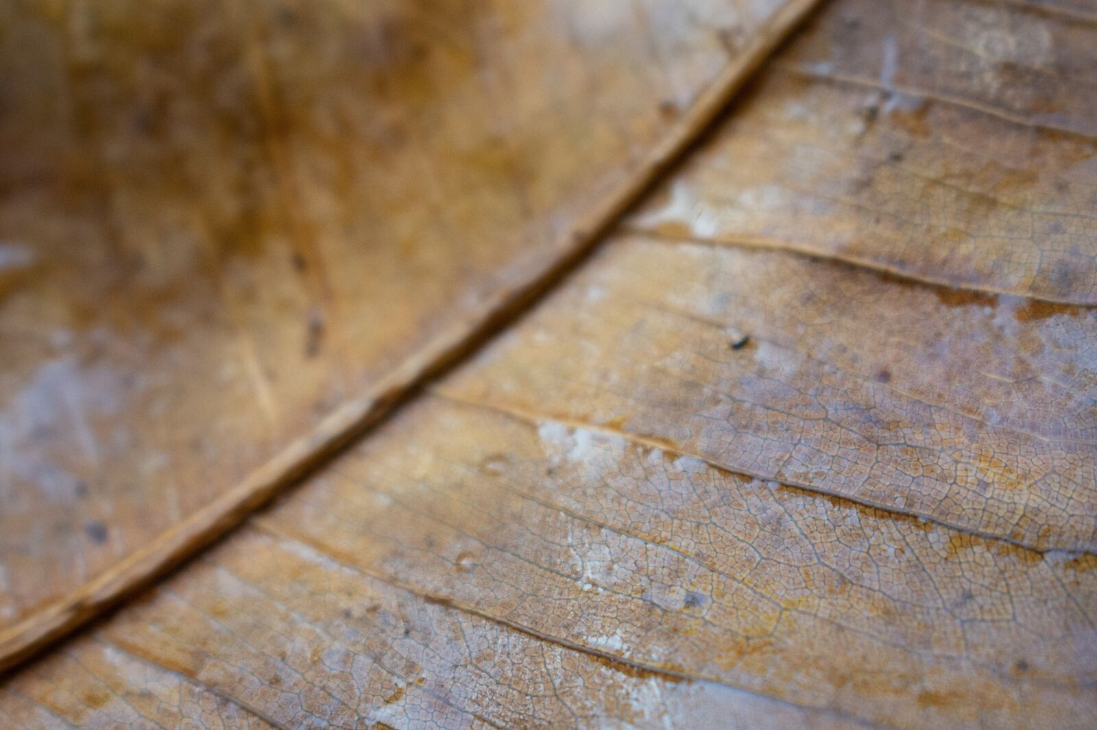 Nikon D7200 sample photo. Sheet, texture, autumn photography