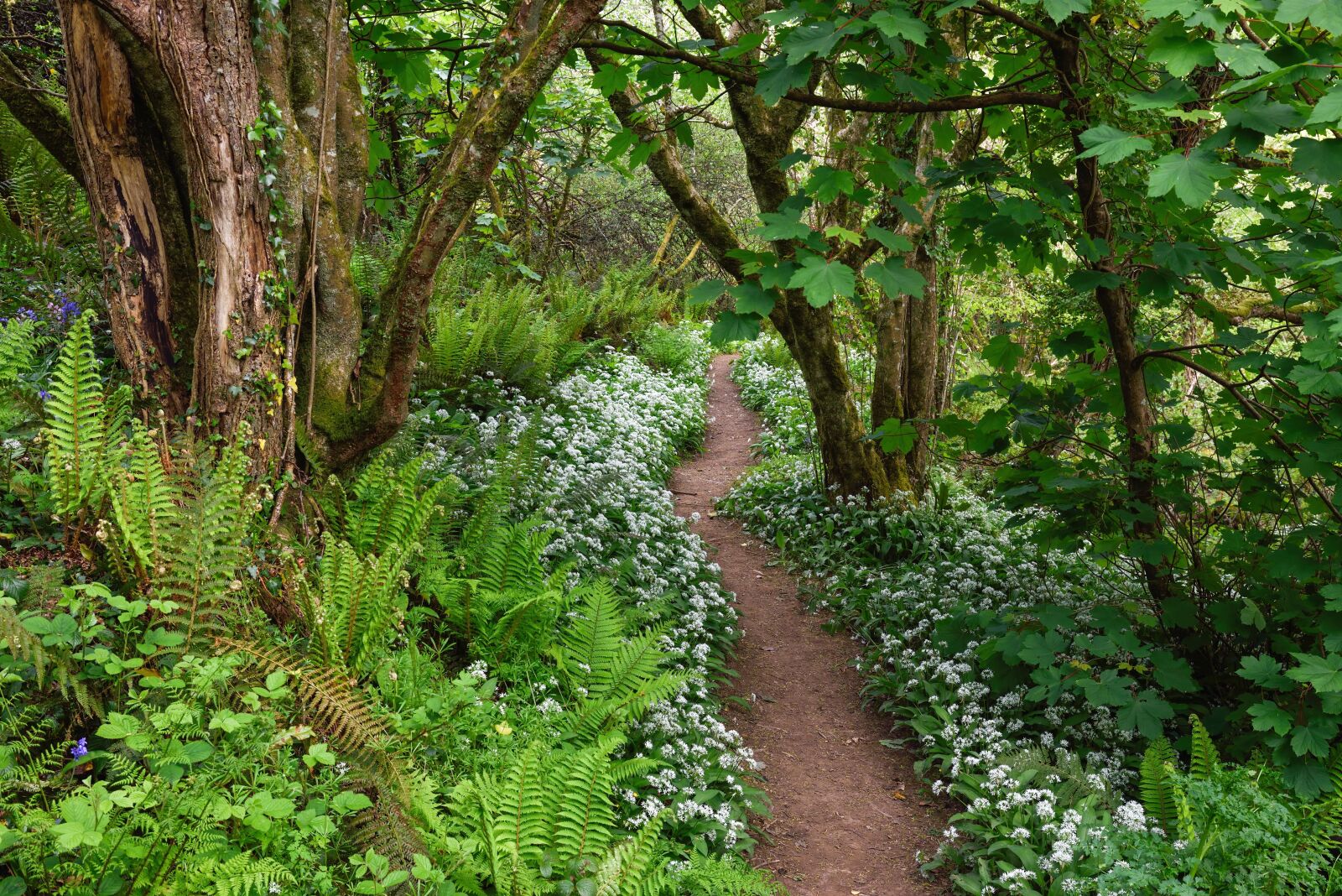 Nikon D750 sample photo. Forest, wild garlic, enchanted photography