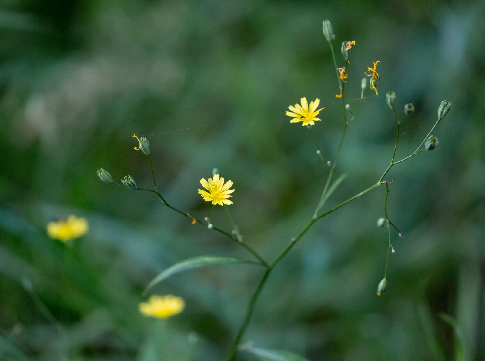 Canon EOS 5D Mark III sample photo. Wild yellow flower, wild photography
