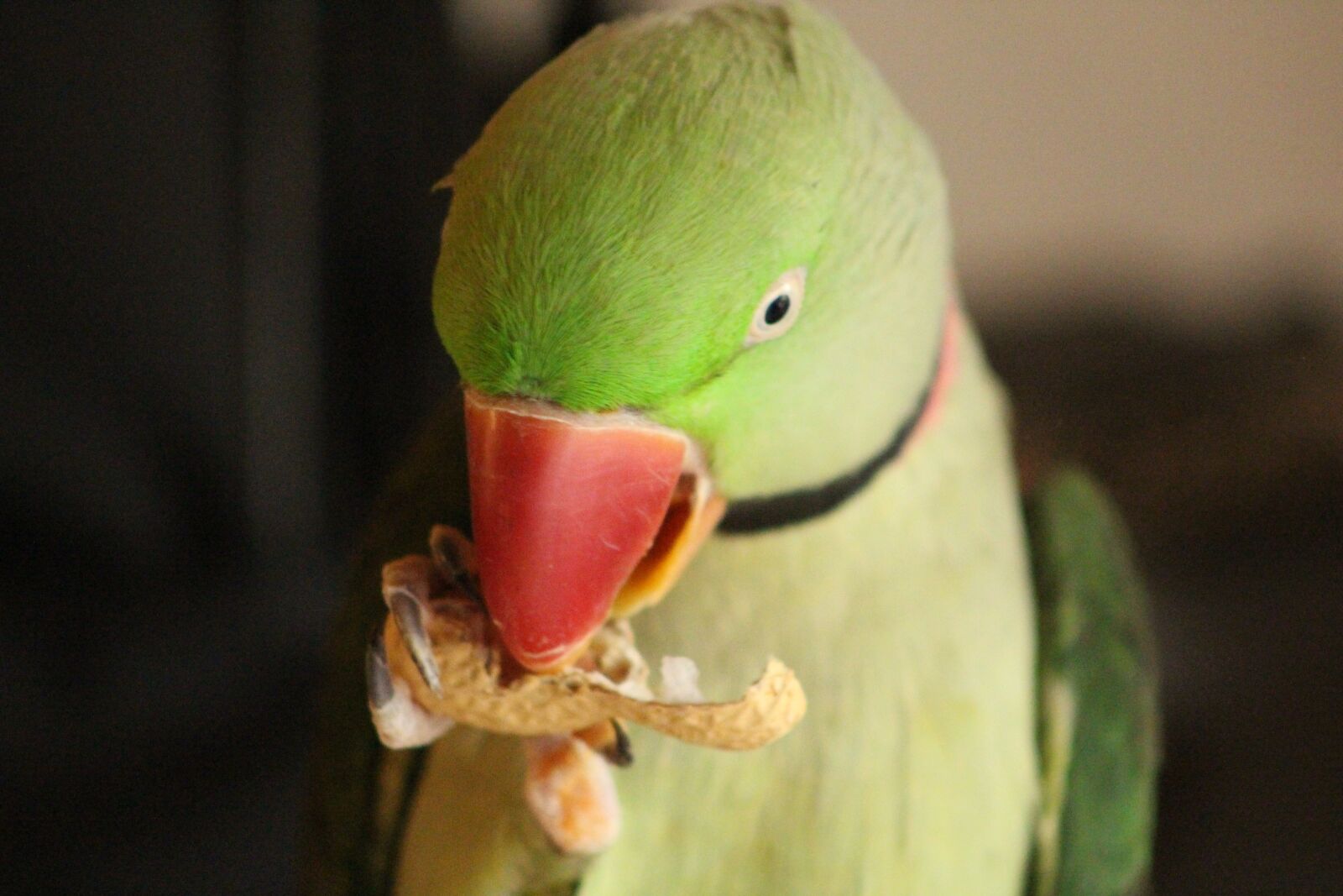 Canon EOS 700D (EOS Rebel T5i / EOS Kiss X7i) sample photo. Parrot, bird green, bird photography