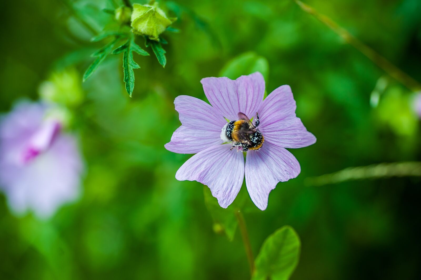Nikon D700 sample photo. Hummel, blossom, bloom photography