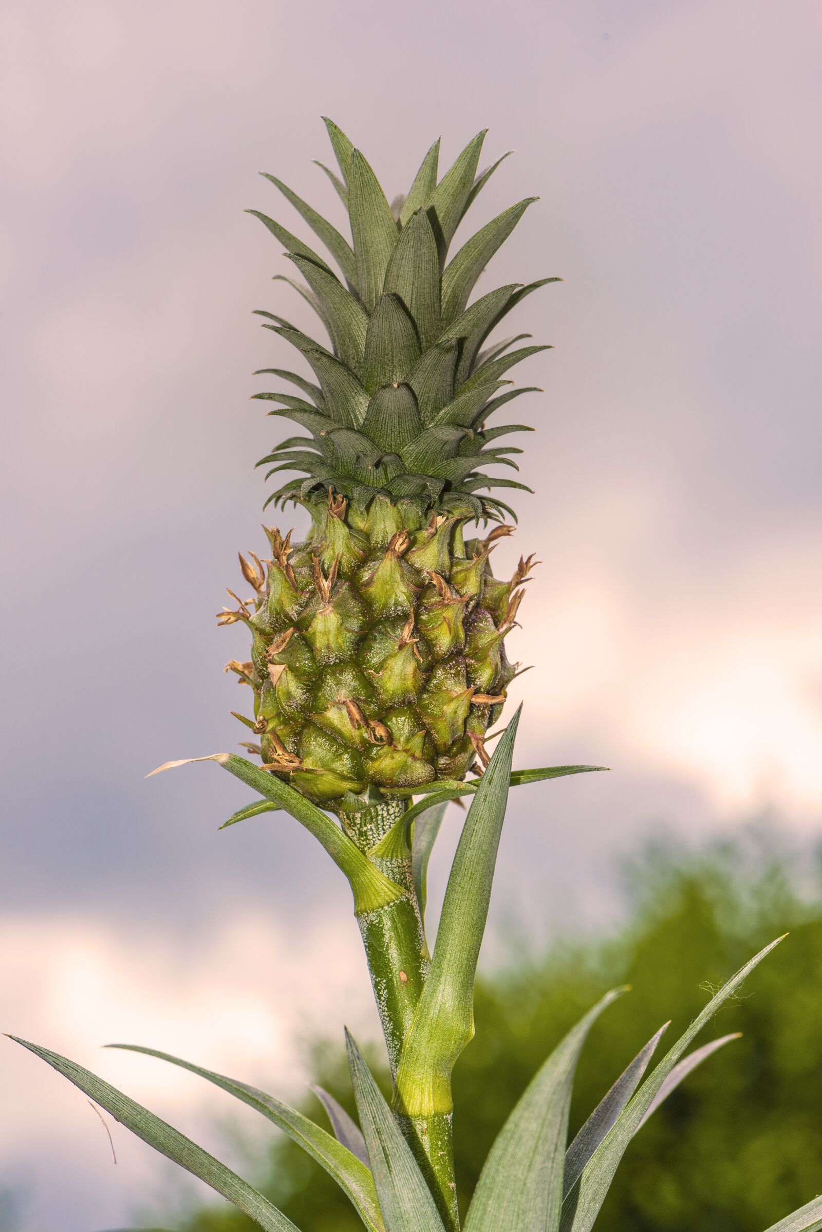 Nikon D750 sample photo. Mini pineapple, pineapple, plan photography