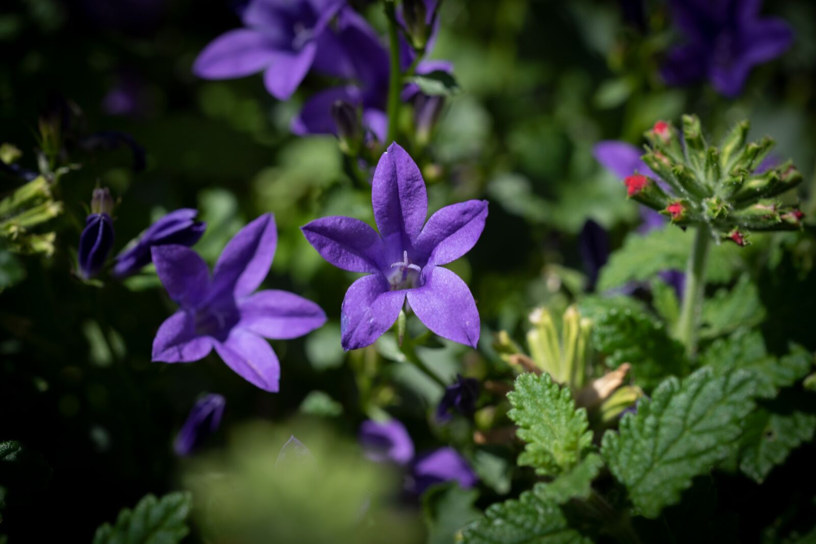 Nikon D750 sample photo. Flowers, blue, violet photography