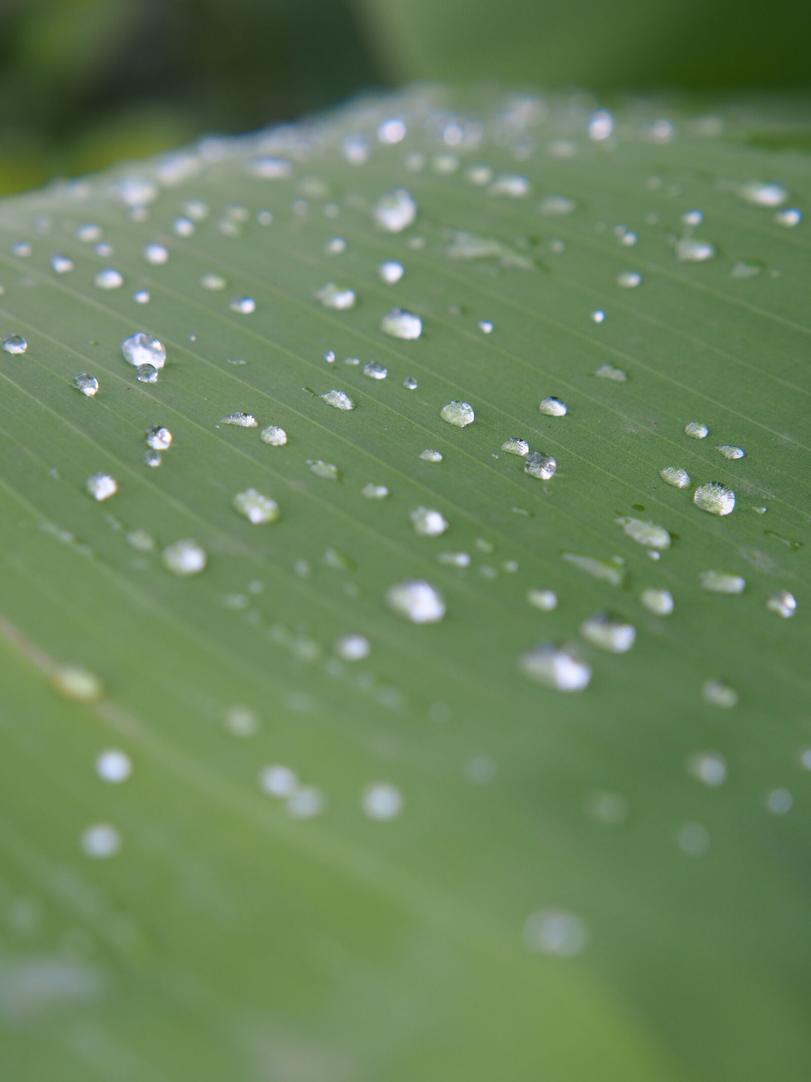 XIAOYI 42.5mm F1.8 sample photo