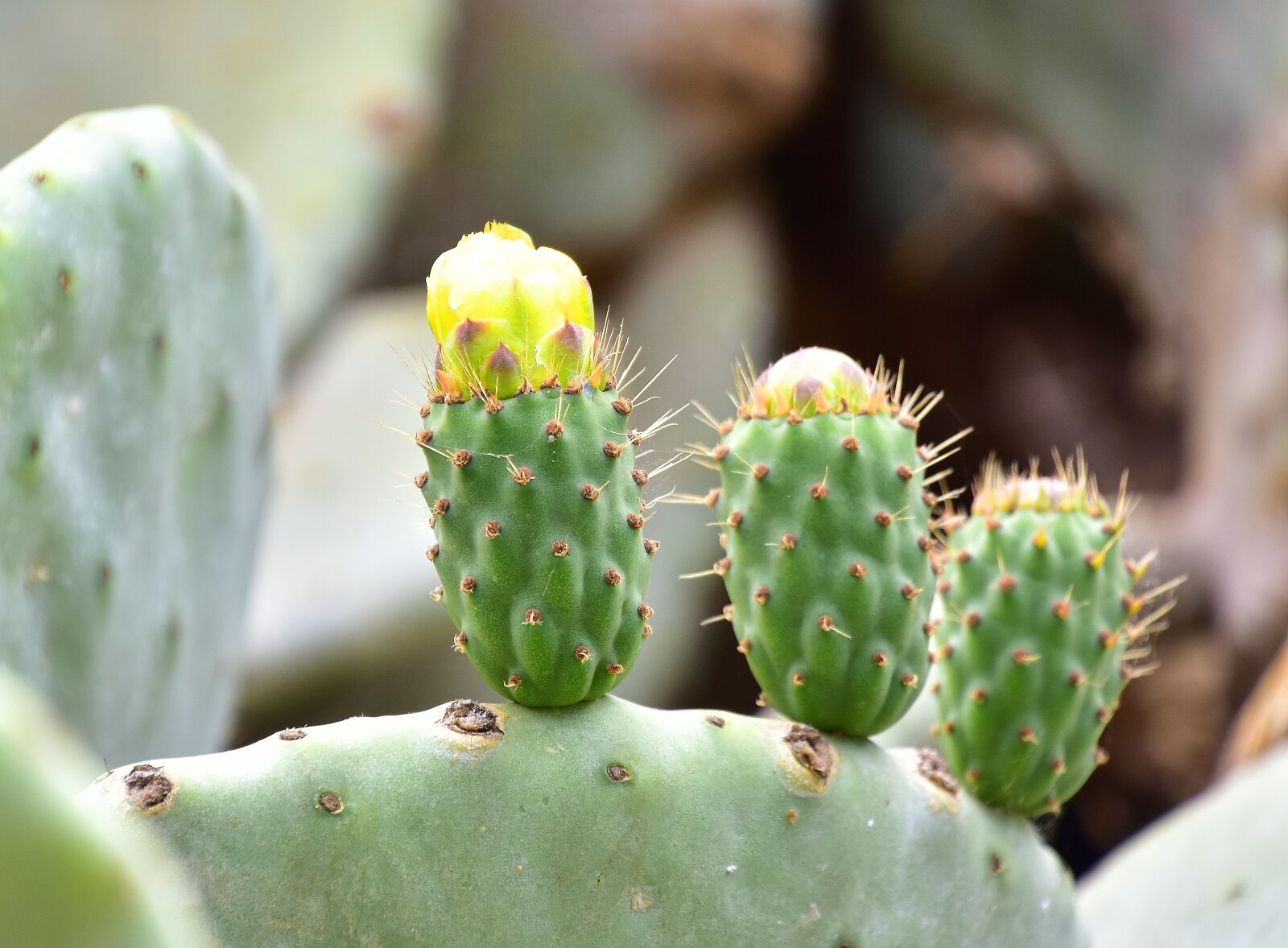 Nikon D7200 sample photo. Plants, cactus, vegetable photography