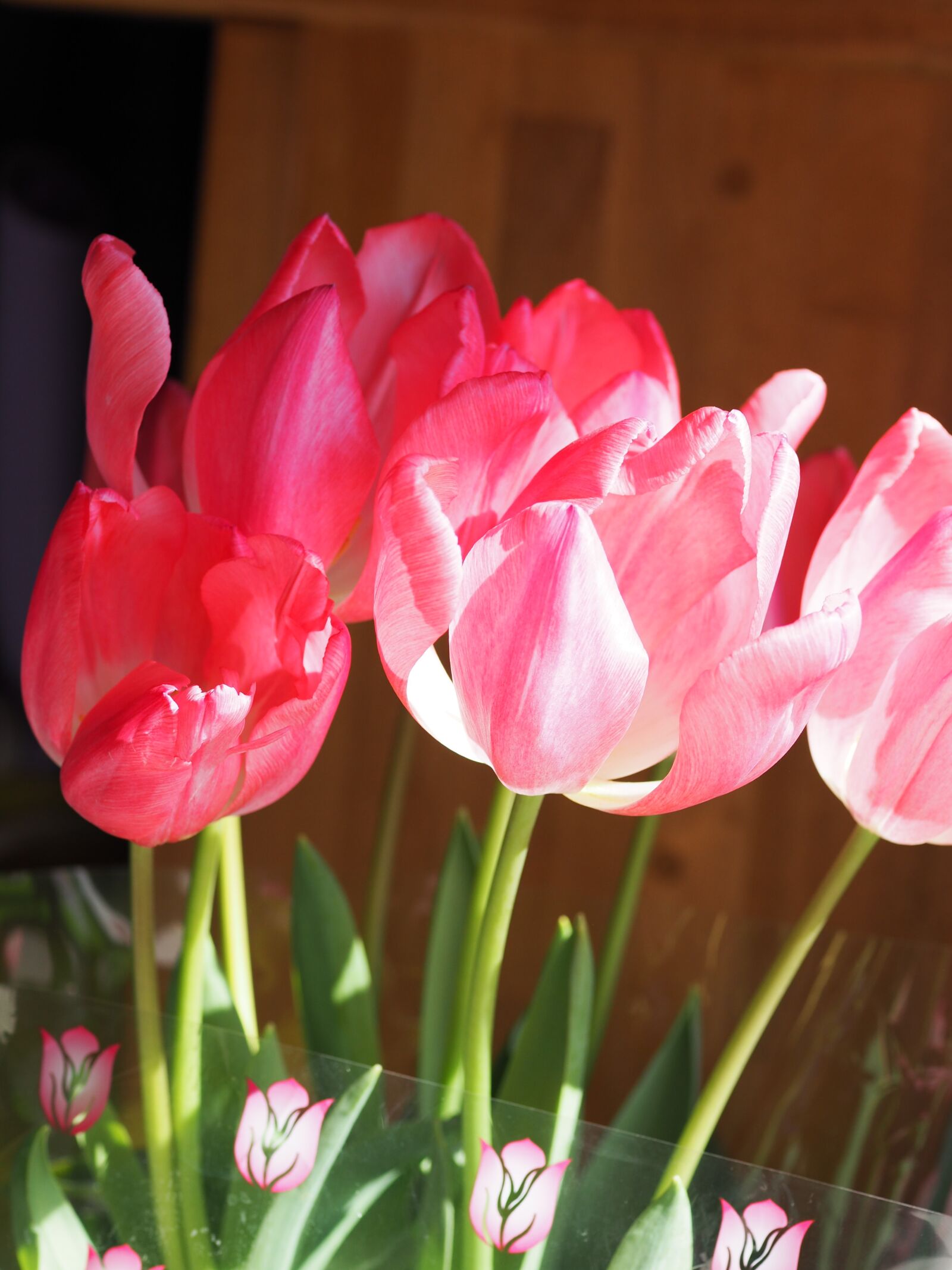 OLYMPUS 50mm Lens sample photo. Tulip, flowers, plant photography