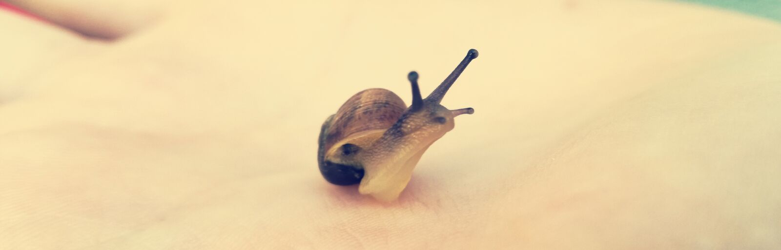 HUAWEI P9 LITE sample photo. Gastropod, nature, snail photography