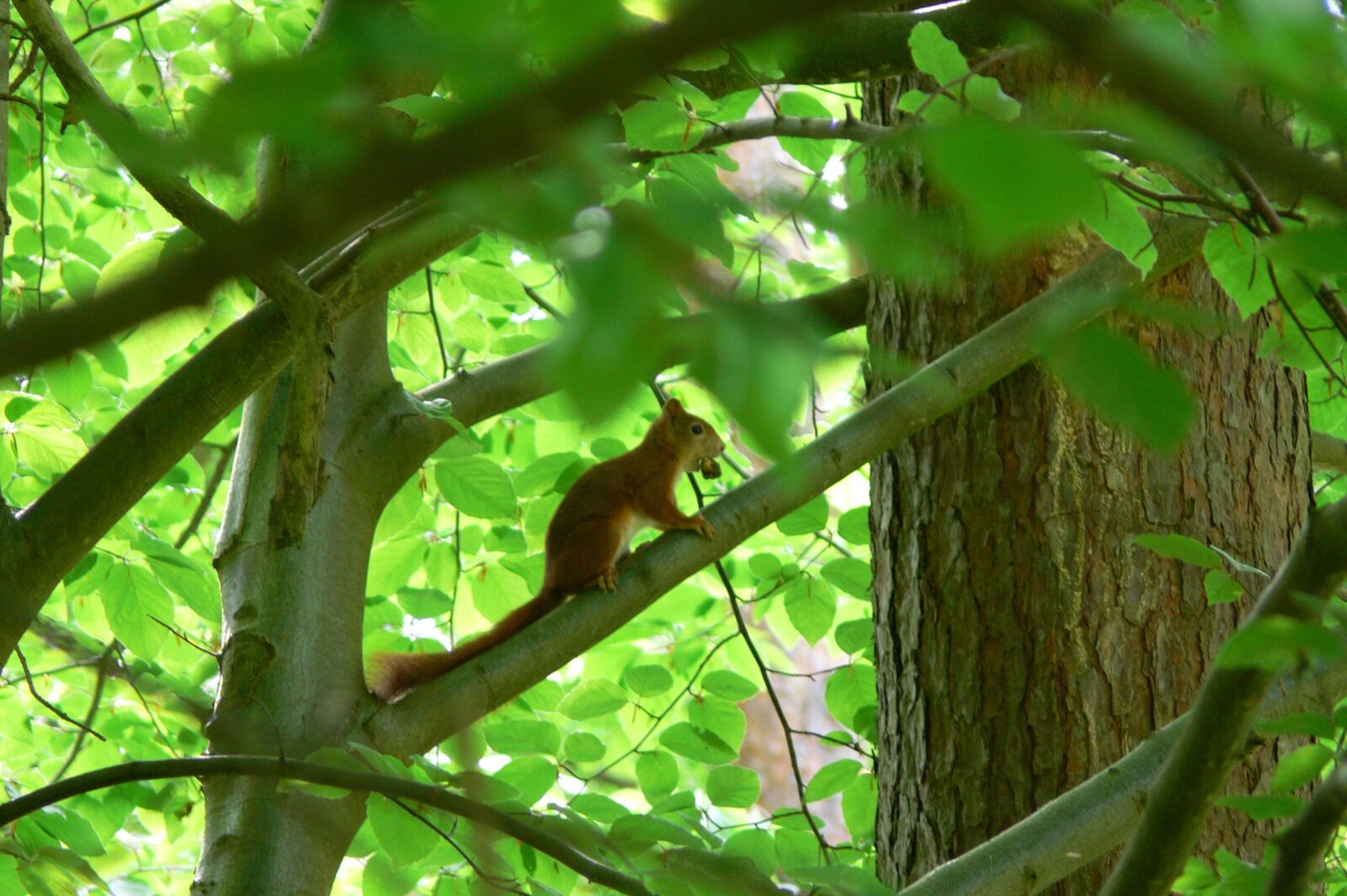Panasonic DMC-FZ30 sample photo. Squirrel, forest animals, squirrel photography
