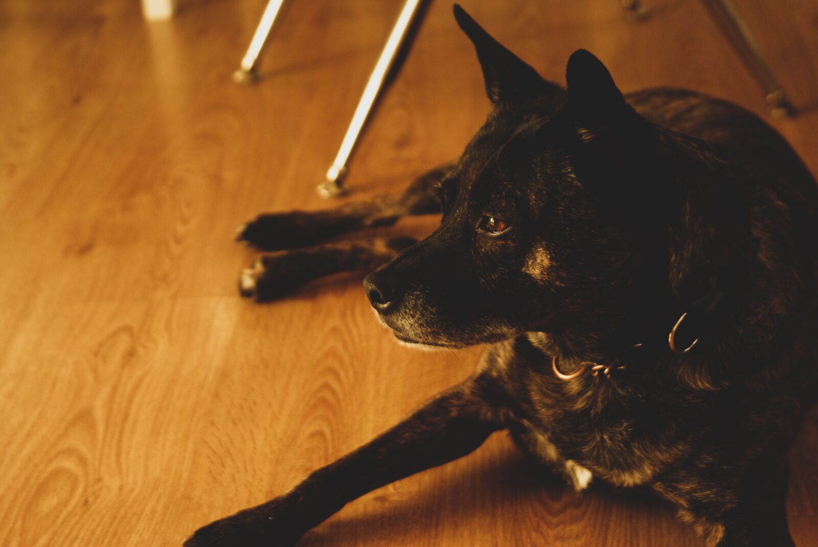 Sony Alpha DSLR-A200 sample photo. Dog, brown, cute photography