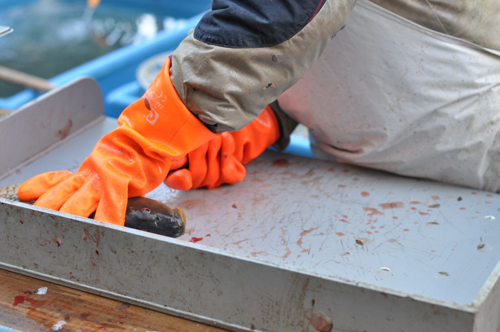 Nikon D90 sample photo. Carp, gutting, christmas photography