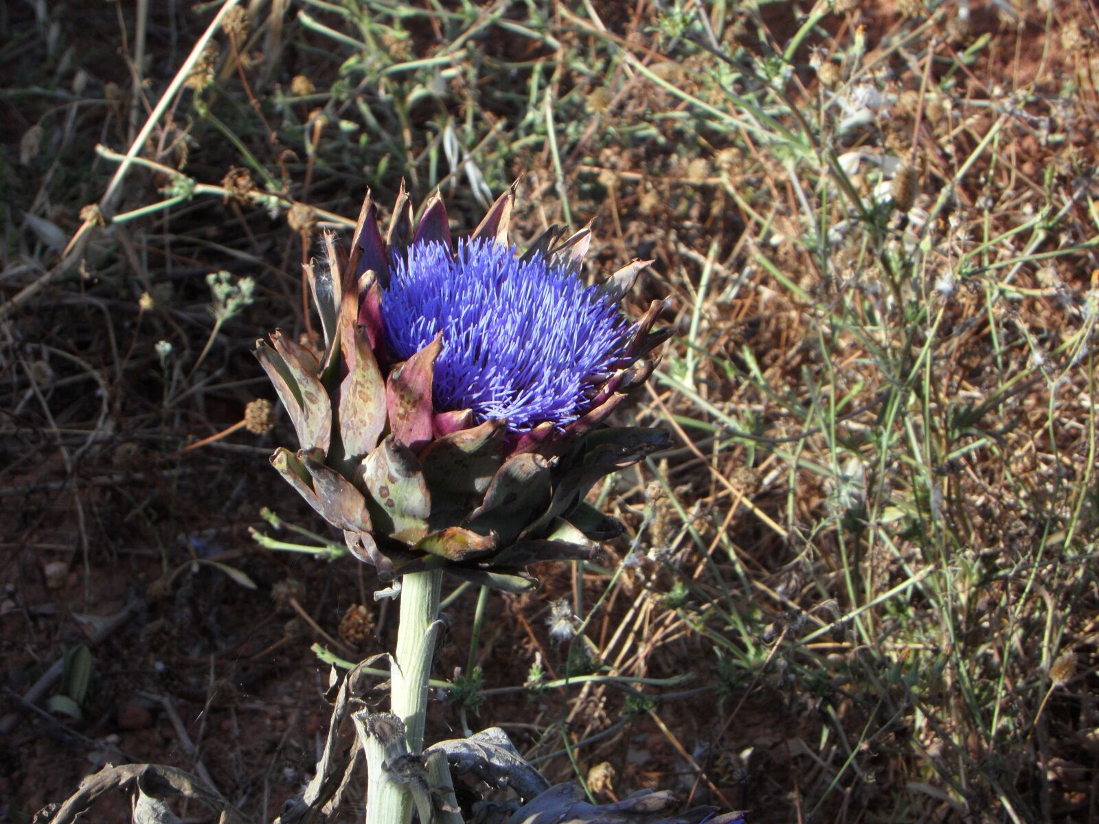 Samsung VLUU WB210, SAMSUNG WB210 sample photo. Artichoke, plant, blossom photography