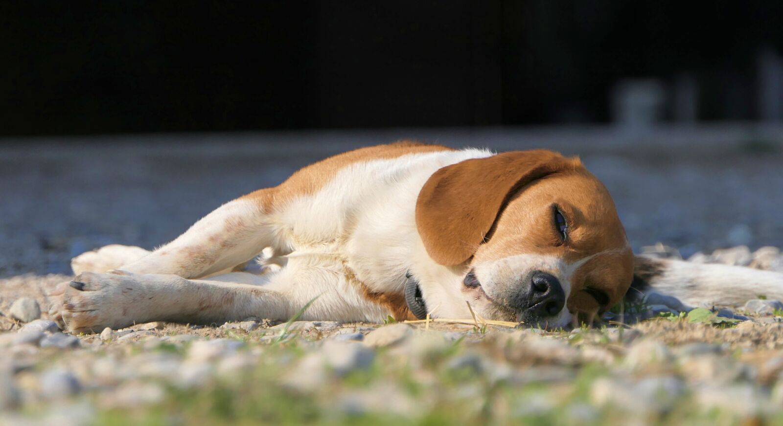Panasonic Lumix DMC-FZ2500 (Lumix DMC-FZ2000) sample photo. Dog, lying, tired photography