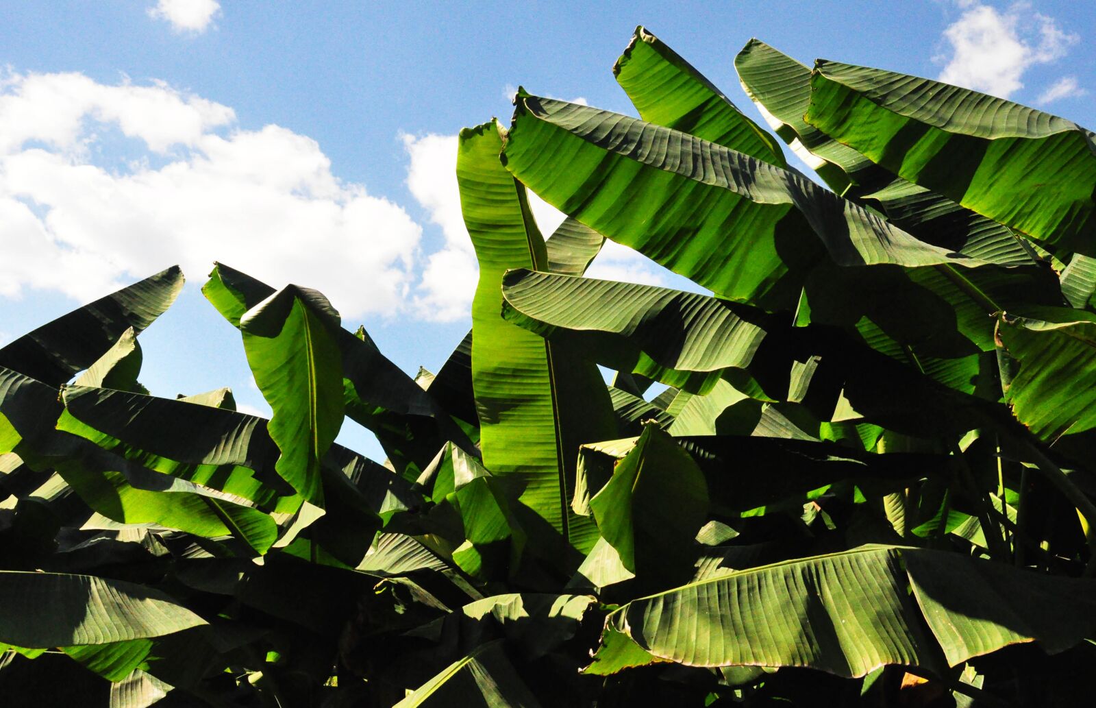 Nikon D90 sample photo. Sky, white cloud, banana photography