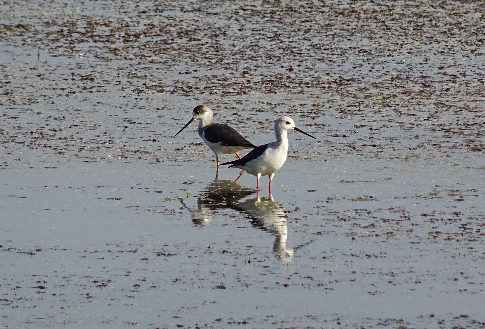 Sony DSC-HX60V sample photo. Bird, black-winged stilt, common photography