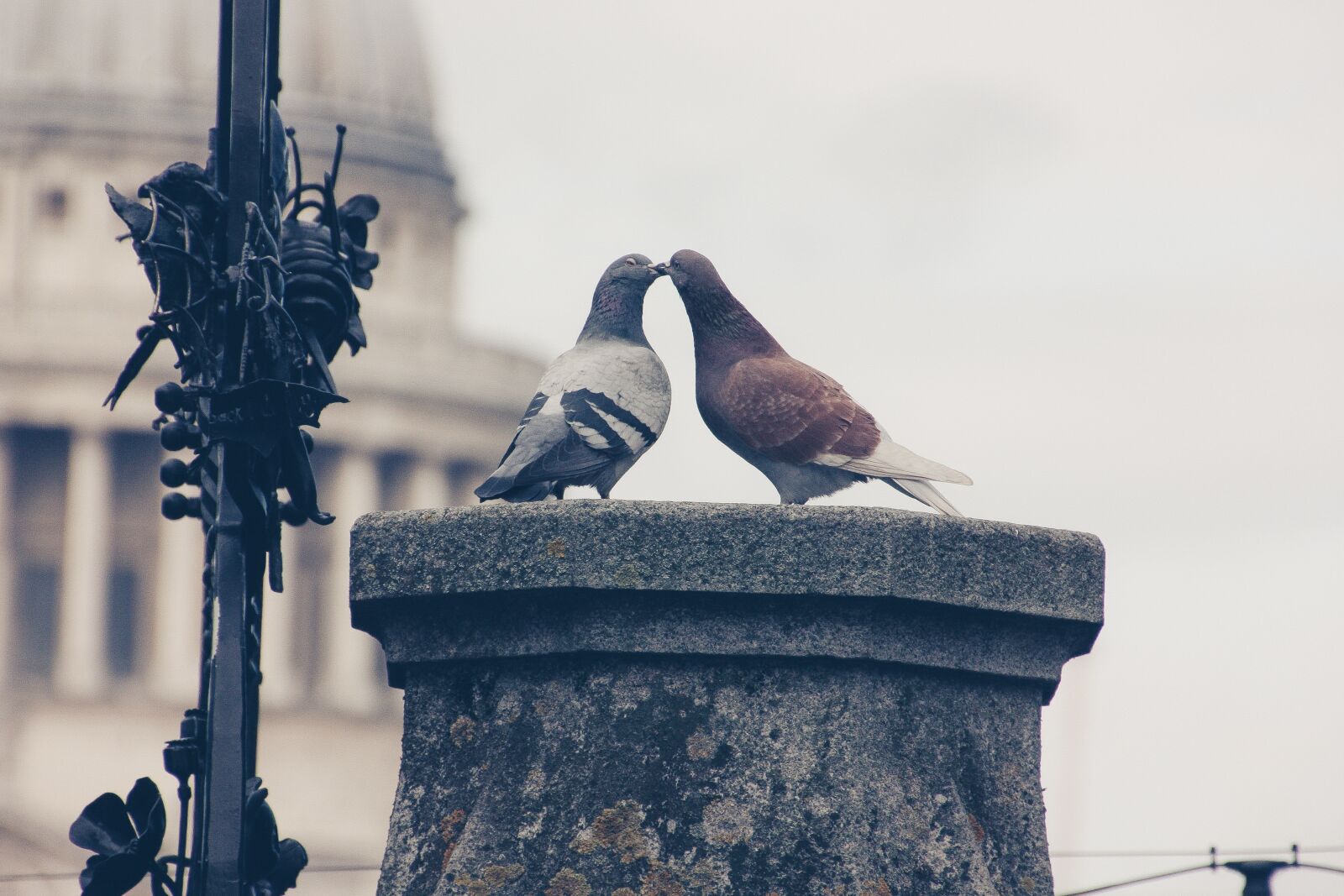 Canon EOS 450D (EOS Rebel XSi / EOS Kiss X2) sample photo. Lovebirds, pigeons, pair photography