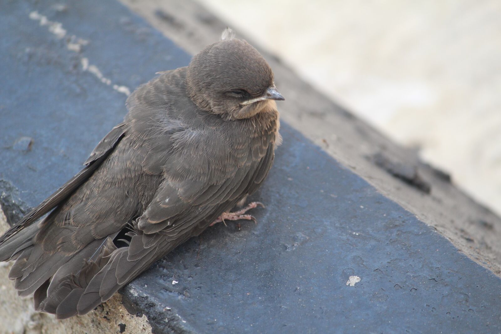 Canon EOS 1200D (EOS Rebel T5 / EOS Kiss X70 / EOS Hi) sample photo. Bird, small, scared photography