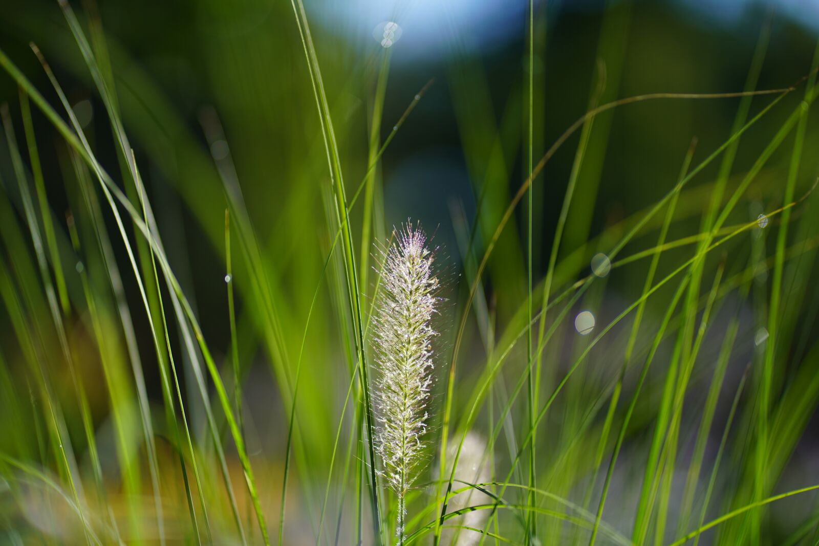 Sony FE 85mm F1.8 sample photo. Grass, meadow, field photography