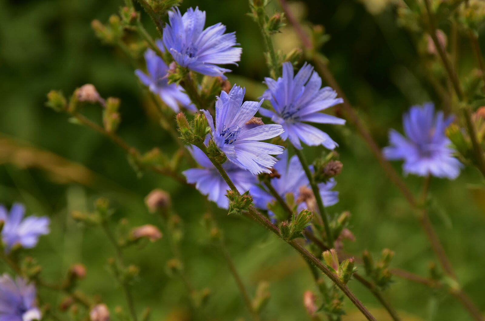 Nikon D7200 sample photo. Cornflower, pointed flower, meadow photography