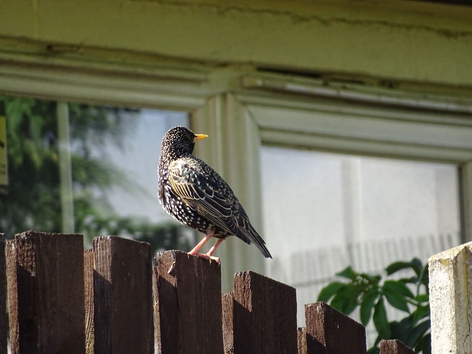 Sony Cyber-shot DSC-HX400V sample photo. Bird, starling, wildlife photography