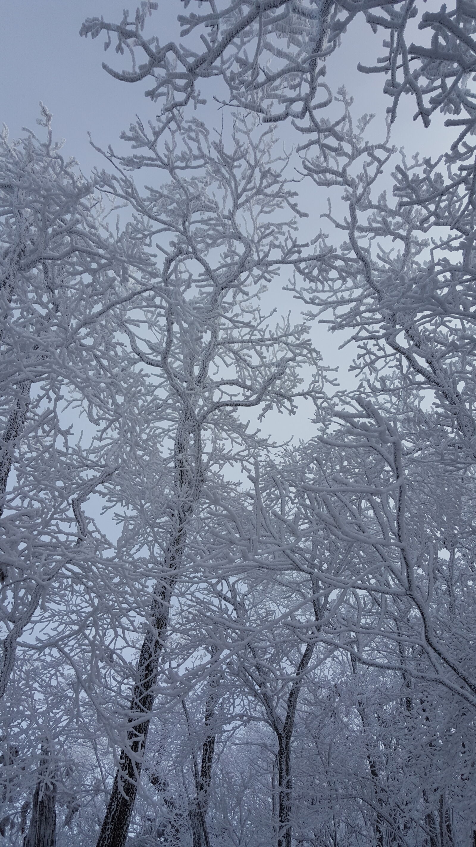 Samsung Galaxy Note5 sample photo. Korea, mountain, taebaeksan, winter photography