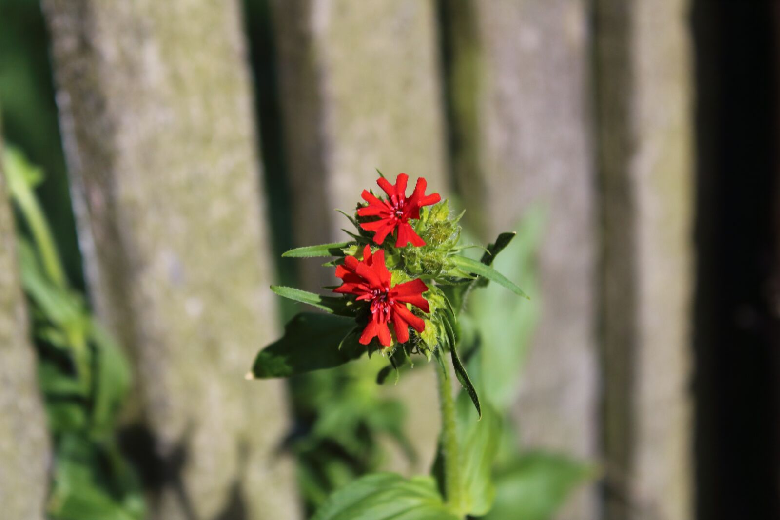 Canon EOS 1300D (EOS Rebel T6 / EOS Kiss X80) sample photo. Flower, red, plant photography