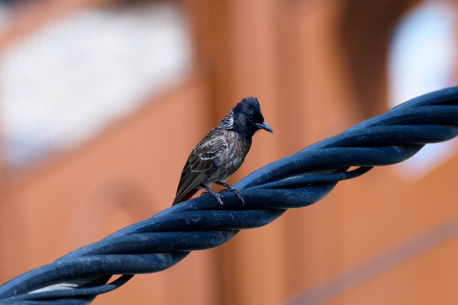 Nikon D7200 sample photo. Bird, nature, black photography