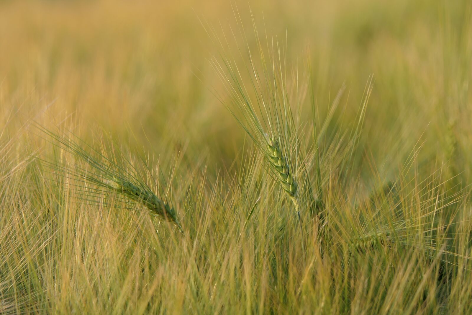 Panasonic Lumix DMC-FZ2500 (Lumix DMC-FZ2000) sample photo. Cornfield, spike, background photography