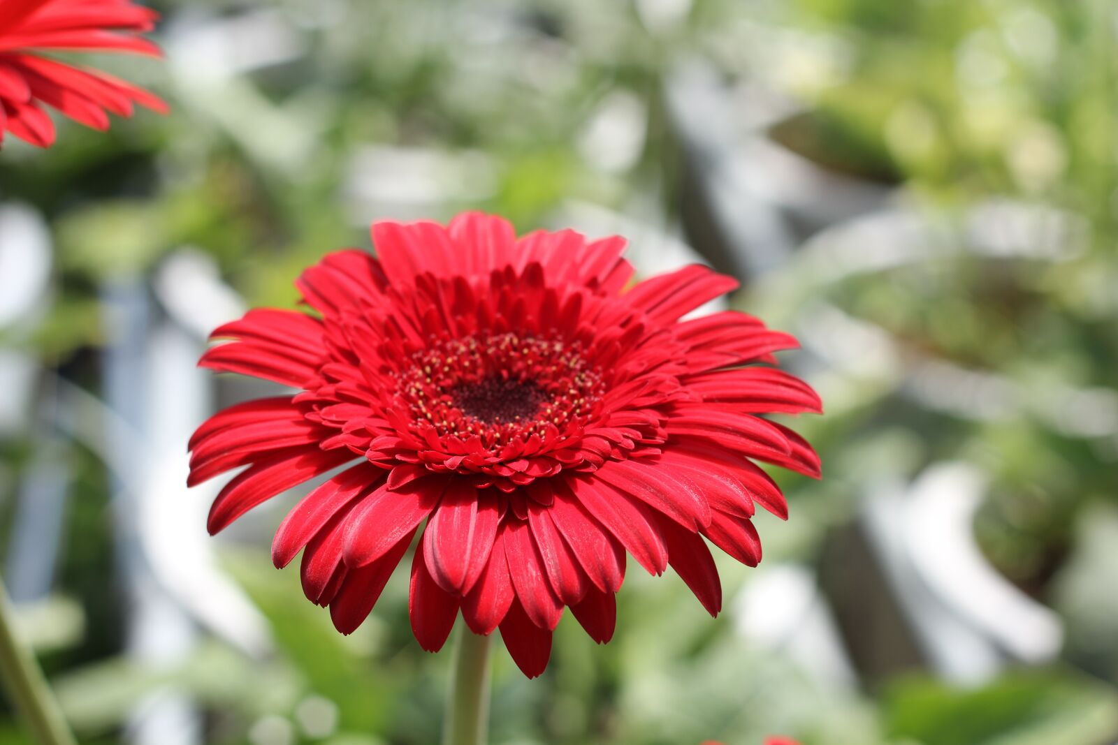 Canon EOS 60D + Canon EF 50mm F1.8 II sample photo. Flowers, nature, red photography