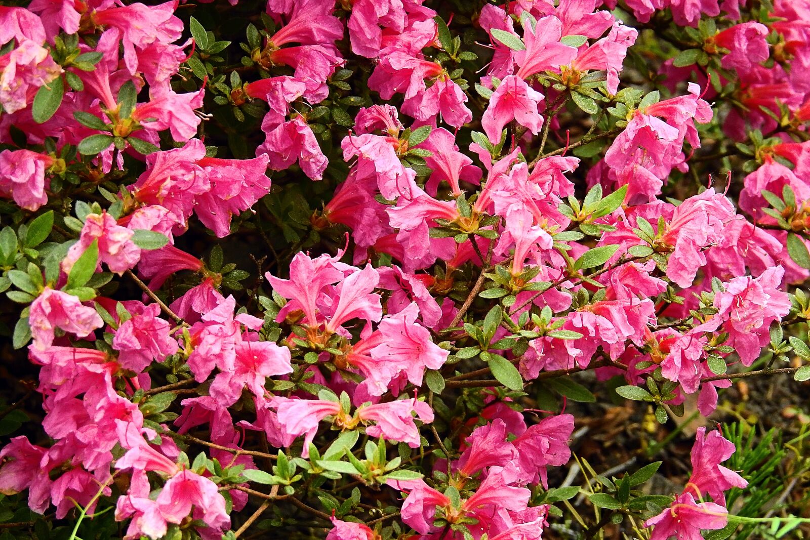 Nikon Coolpix P900 sample photo. Flowers, nature, colorful flowers photography
