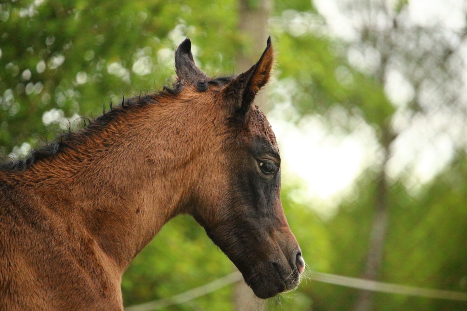 Canon EOS 100D (EOS Rebel SL1 / EOS Kiss X7) sample photo. Horse, foal, suckling photography