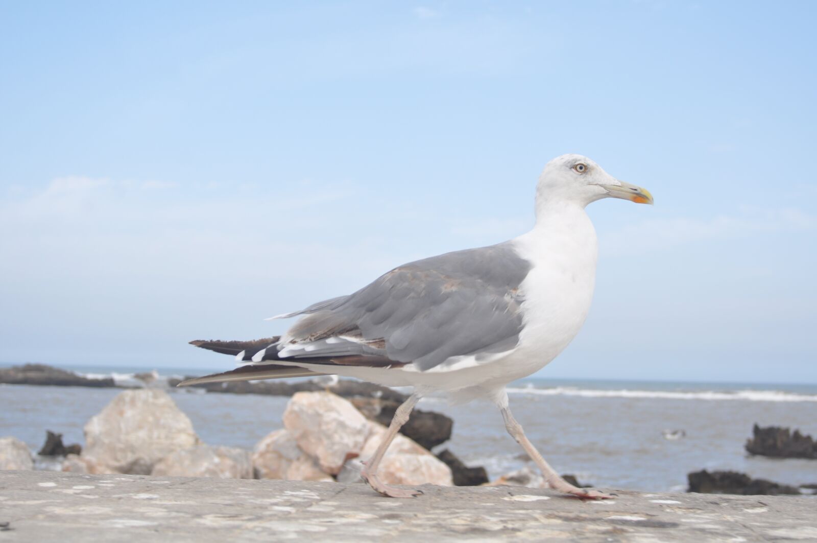 Nikon D90 sample photo. Bird, sea, fauna photography