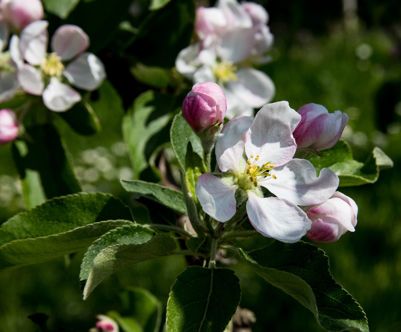 Canon EOS 80D sample photo. Apple blossoms, flowers, apple photography