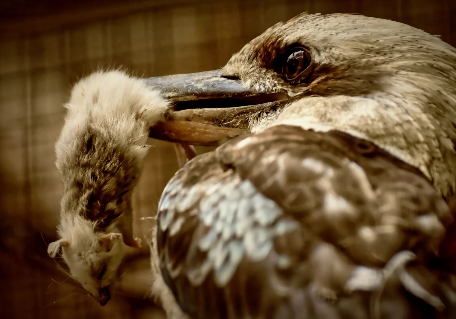 Nikon D7200 sample photo. Lachender hans, kookaburra, jaegerliest photography