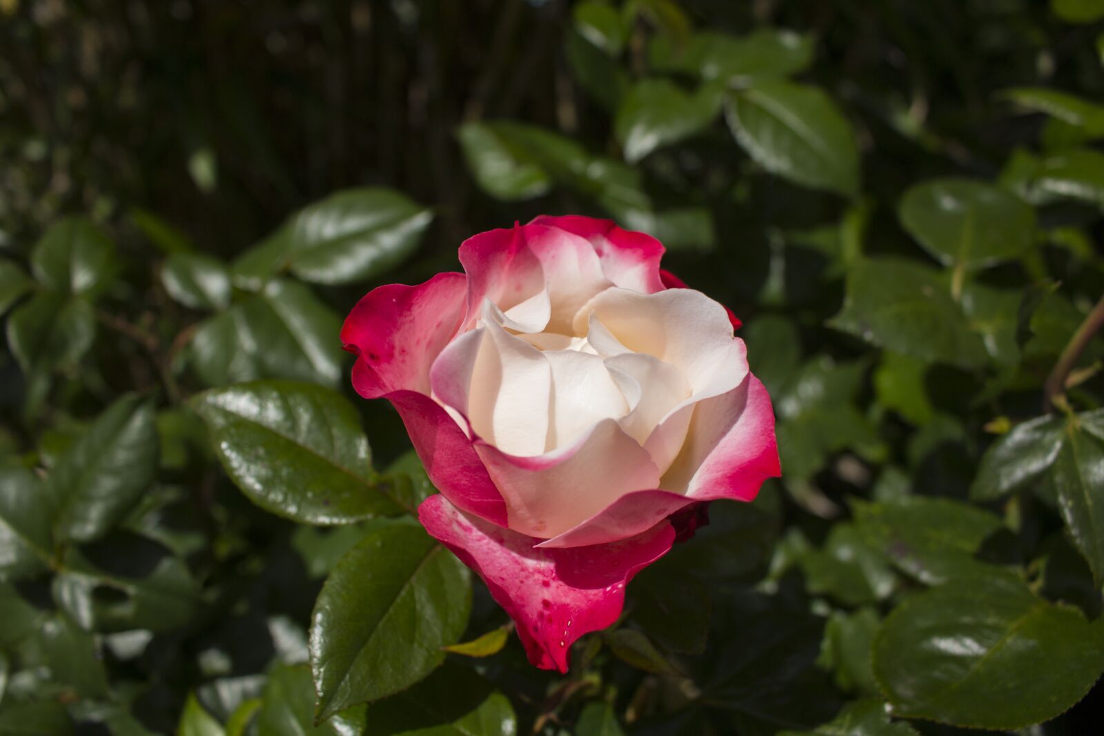 Canon EOS 60D + Canon EF-S 18-55mm F3.5-5.6 IS STM sample photo. Rose, flower, garden photography