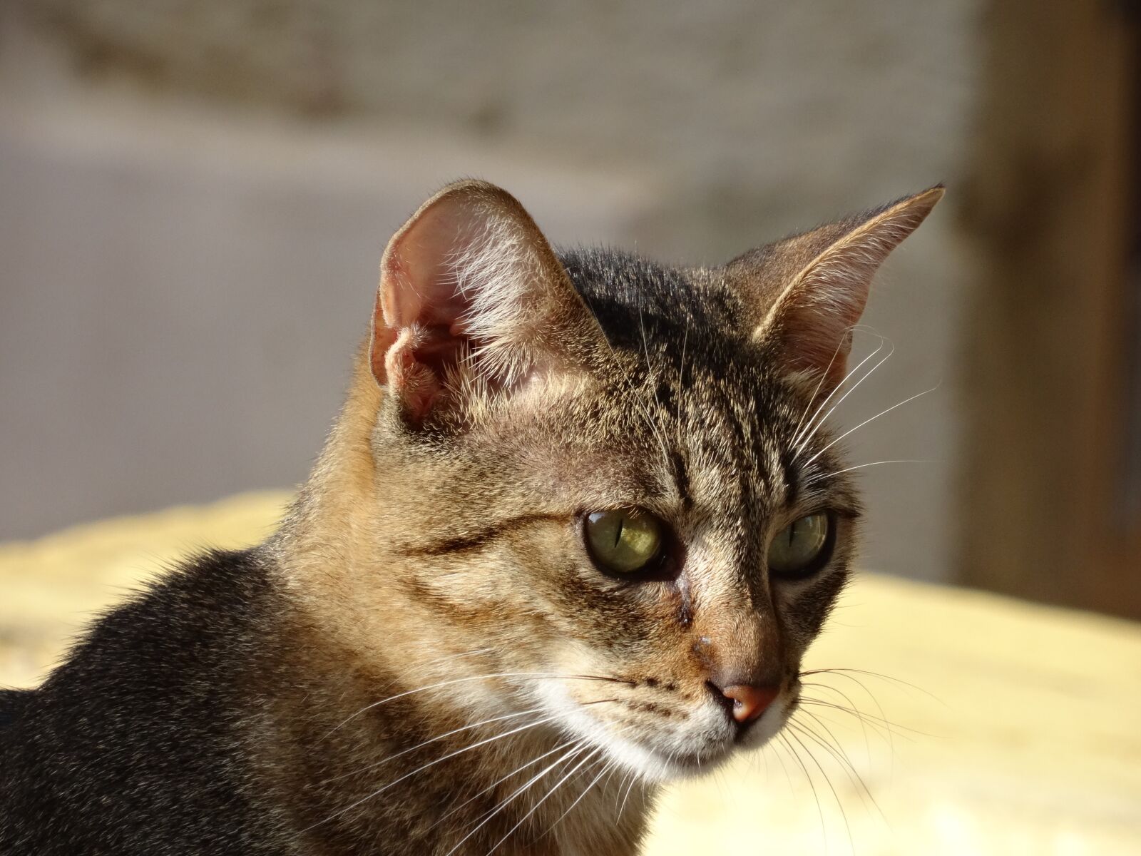 Sony Cyber-shot DSC-HX50V sample photo. Cat, mackerel, sunlight photography