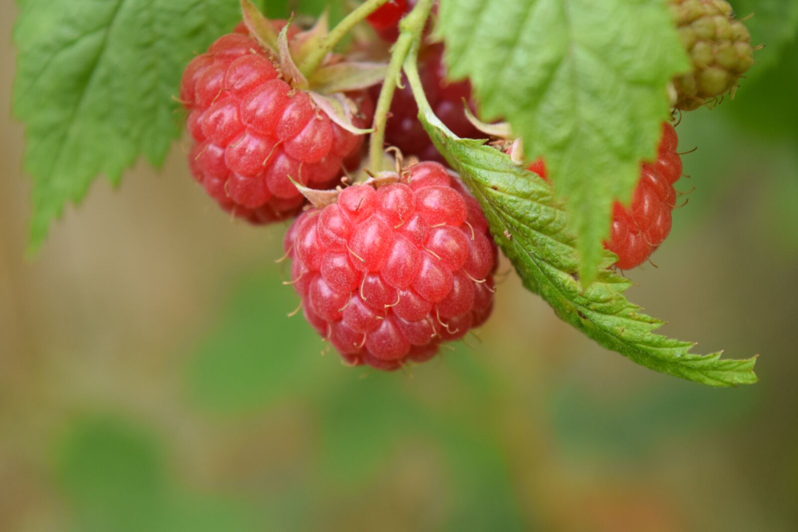 Nikon D3300 sample photo. Raspberries, red, fruits photography
