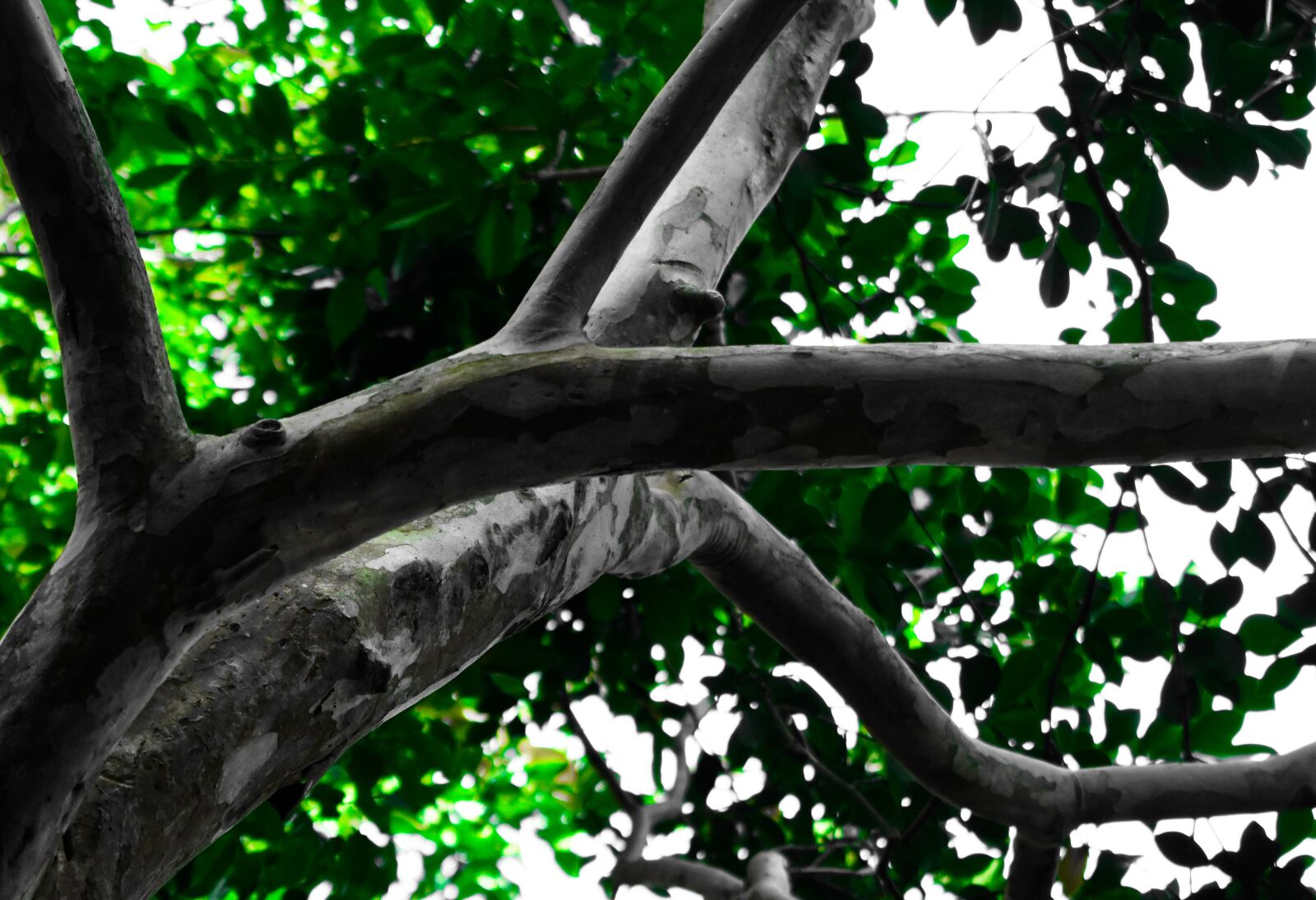 Nikon D3500 sample photo. Branches, tree, nature photography