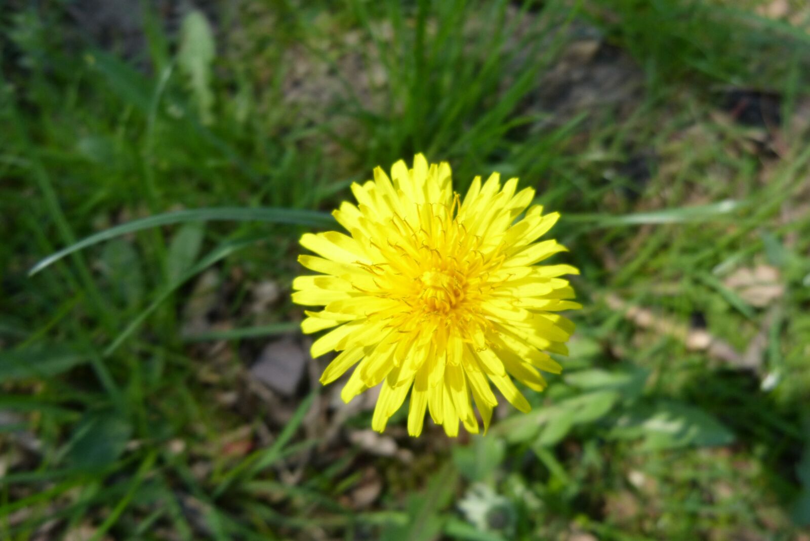 Panasonic Lumix DMC-FZ150 sample photo. Dandelion, yellow, green photography