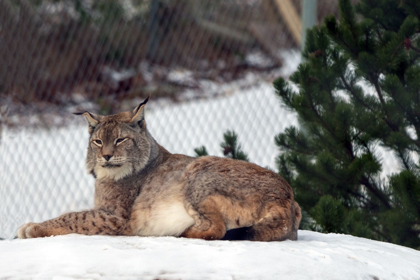 Canon EOS 6D Mark II sample photo. Lynx, wildcat, cat photography