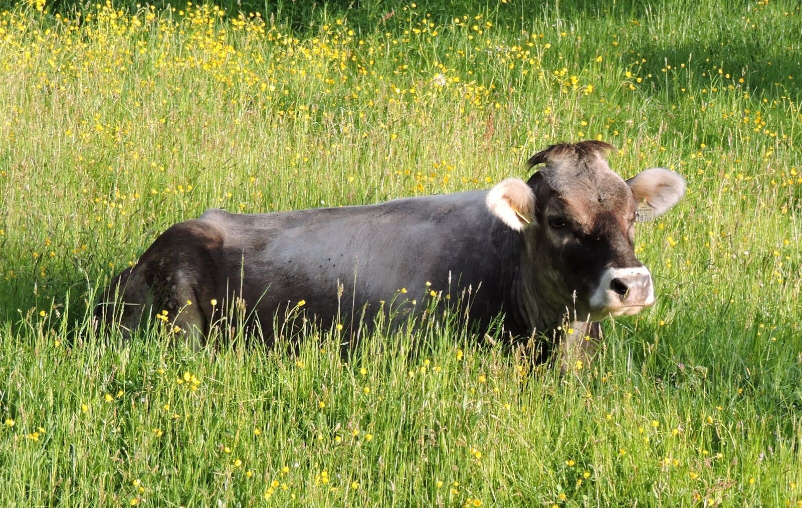 Nikon Coolpix P530 sample photo. Cow, meadow, grauvieh photography