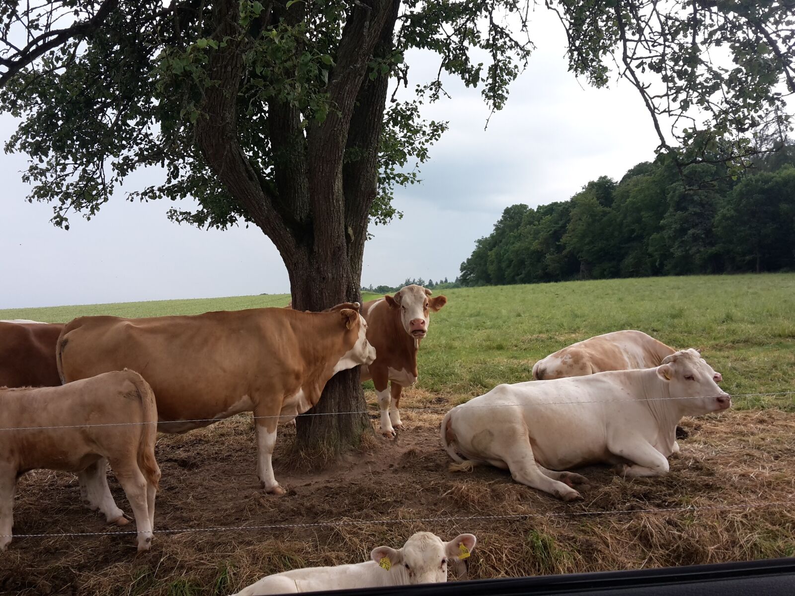 Samsung Galaxy S5 Mini sample photo. Cows, flock, summer photography