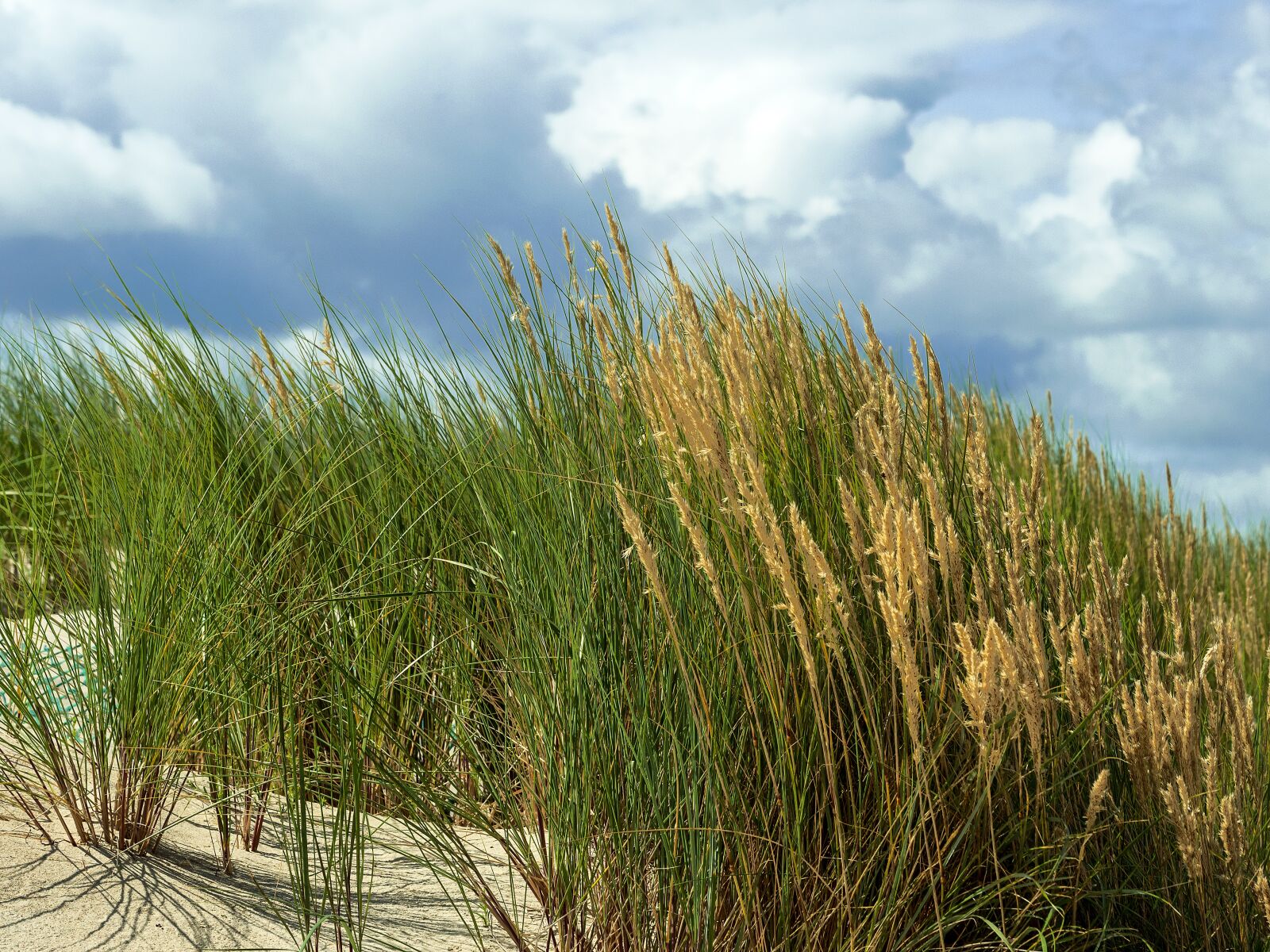 Panasonic Lumix DC-G9 sample photo. Dune grass, marram grass photography