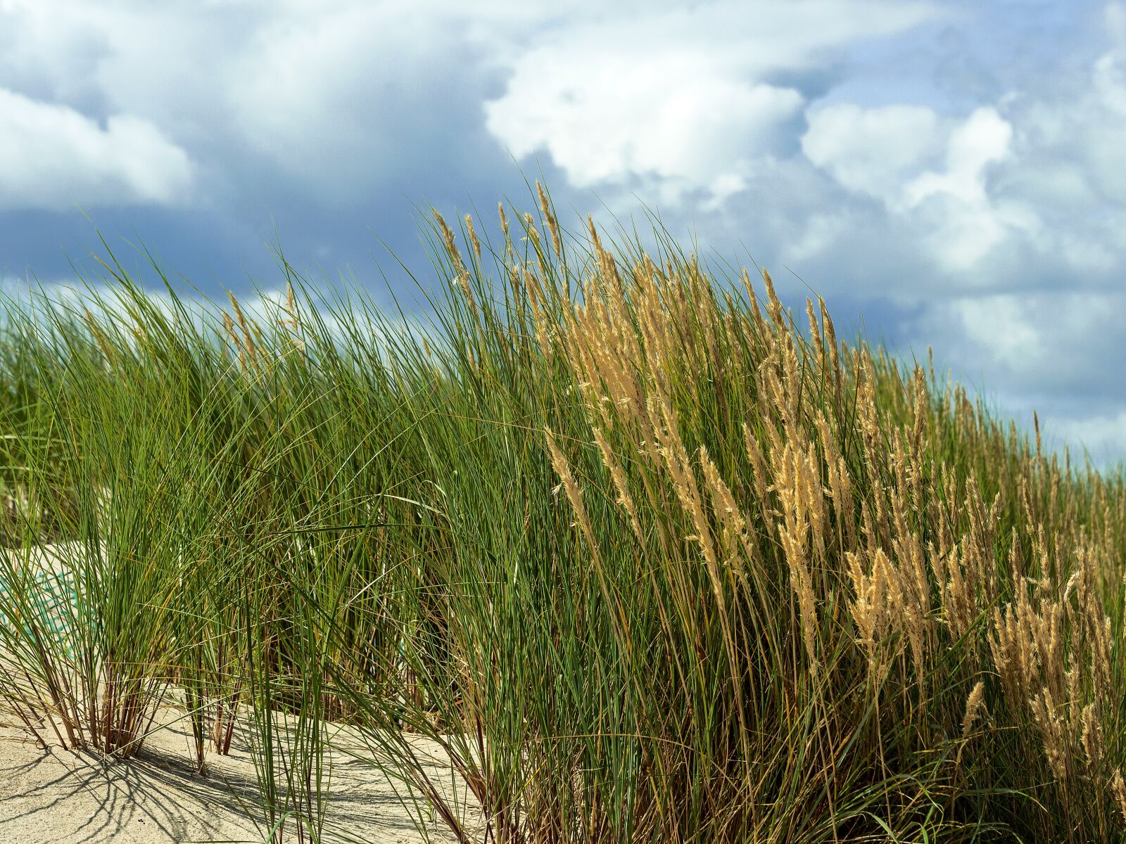 Panasonic Leica DG Vario-Elmarit 50-200mm F2.8-4.0 ASPH Power OIS sample photo. Dune grass, marram grass photography