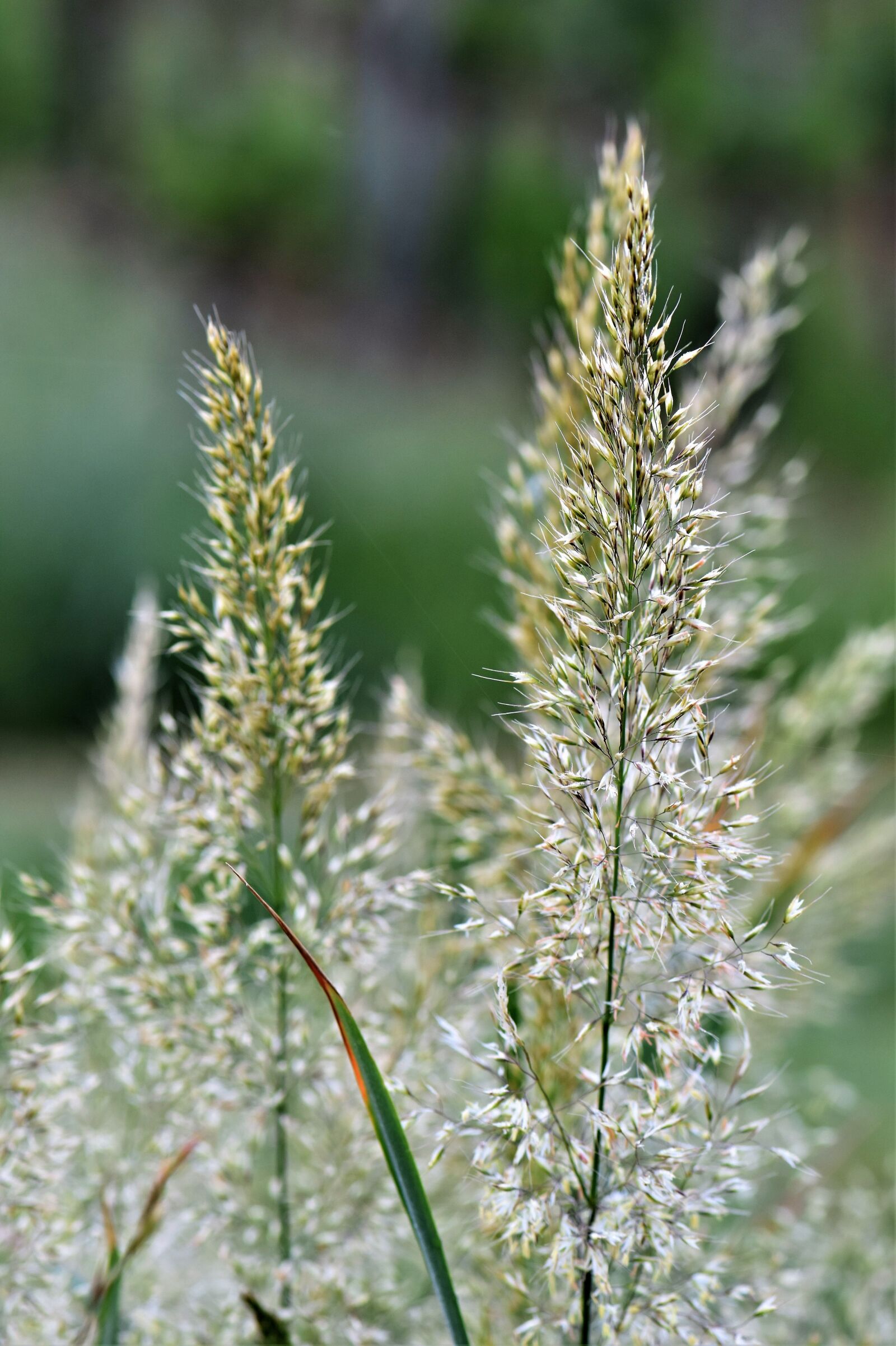 Nikon D5500 sample photo. Blade of grass, meadow photography