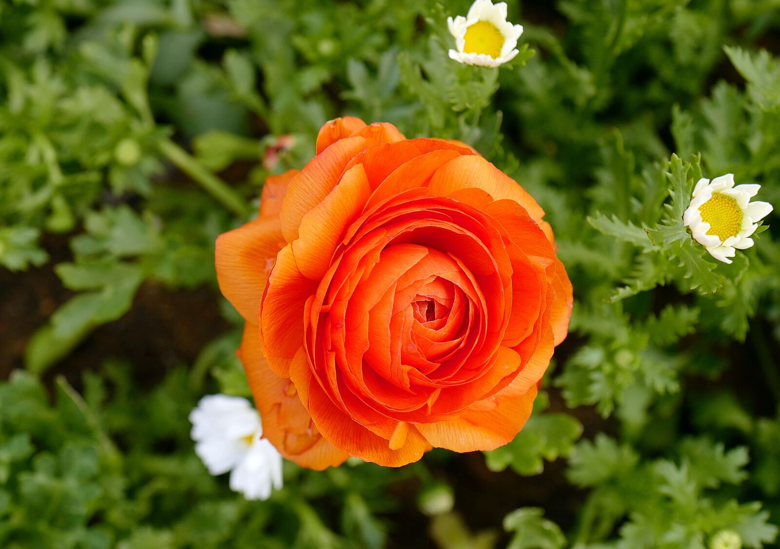 Leica Q (Typ 116) sample photo. Flower, red, nature photography