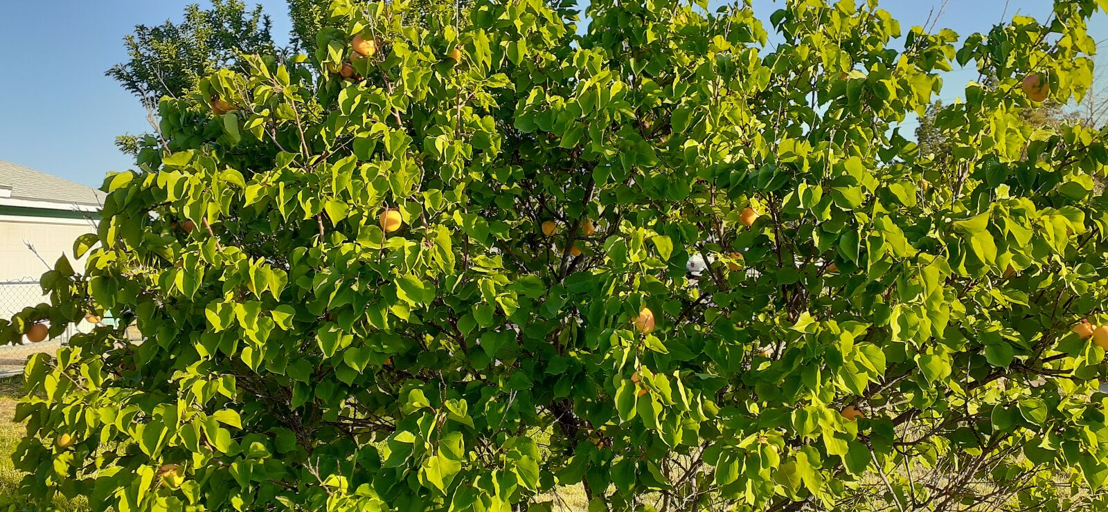 Samsung Galaxy A20 sample photo. Tree, apricot, fruit photography