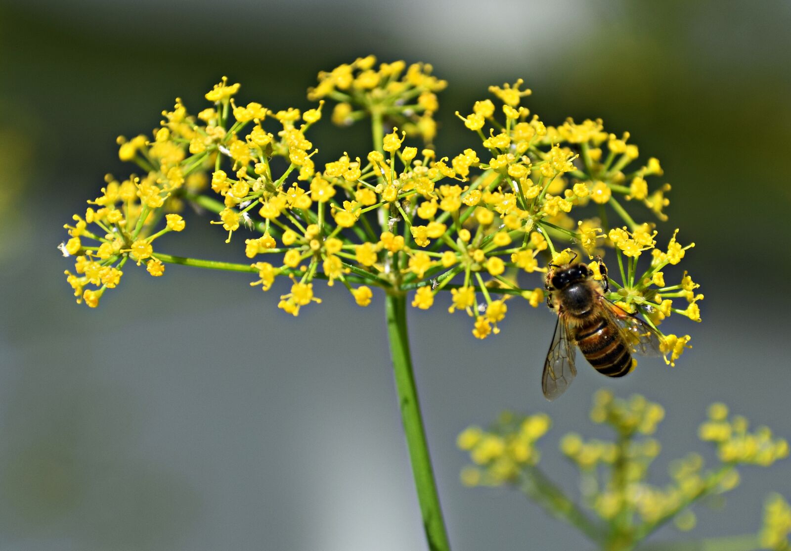 Nikon D3300 sample photo. Flowers, insect, bee photography