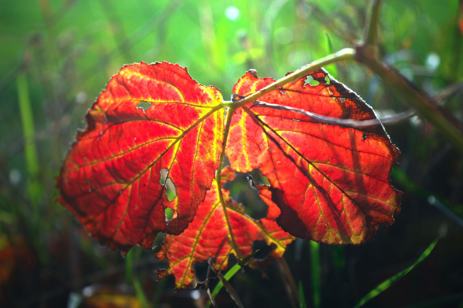 Nikon D3200 sample photo. Leaf, autumn colours, red photography